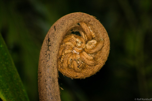Kringel
