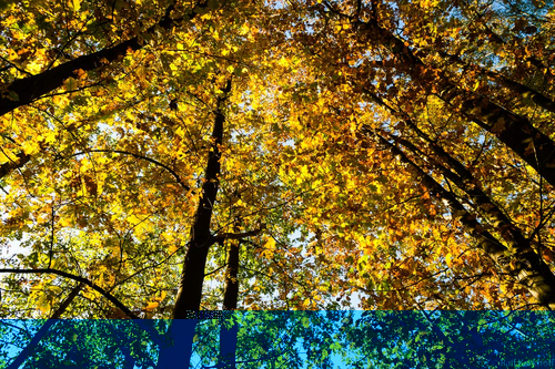 Herbstwald