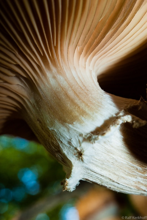 Stem