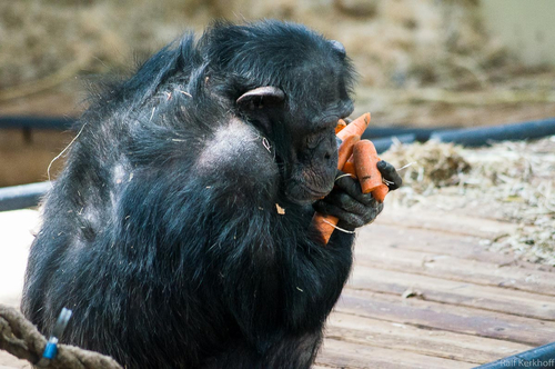 Burgers Zoo