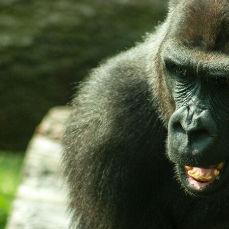 Monkeys