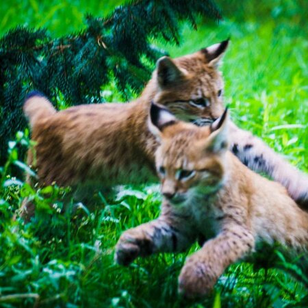 Big Cats