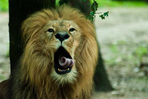 Tongue