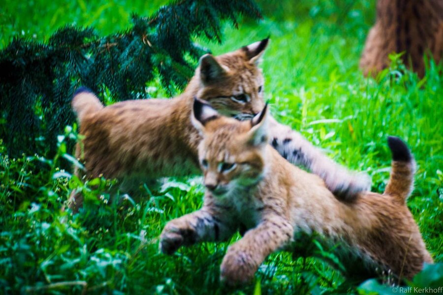 Big Cats