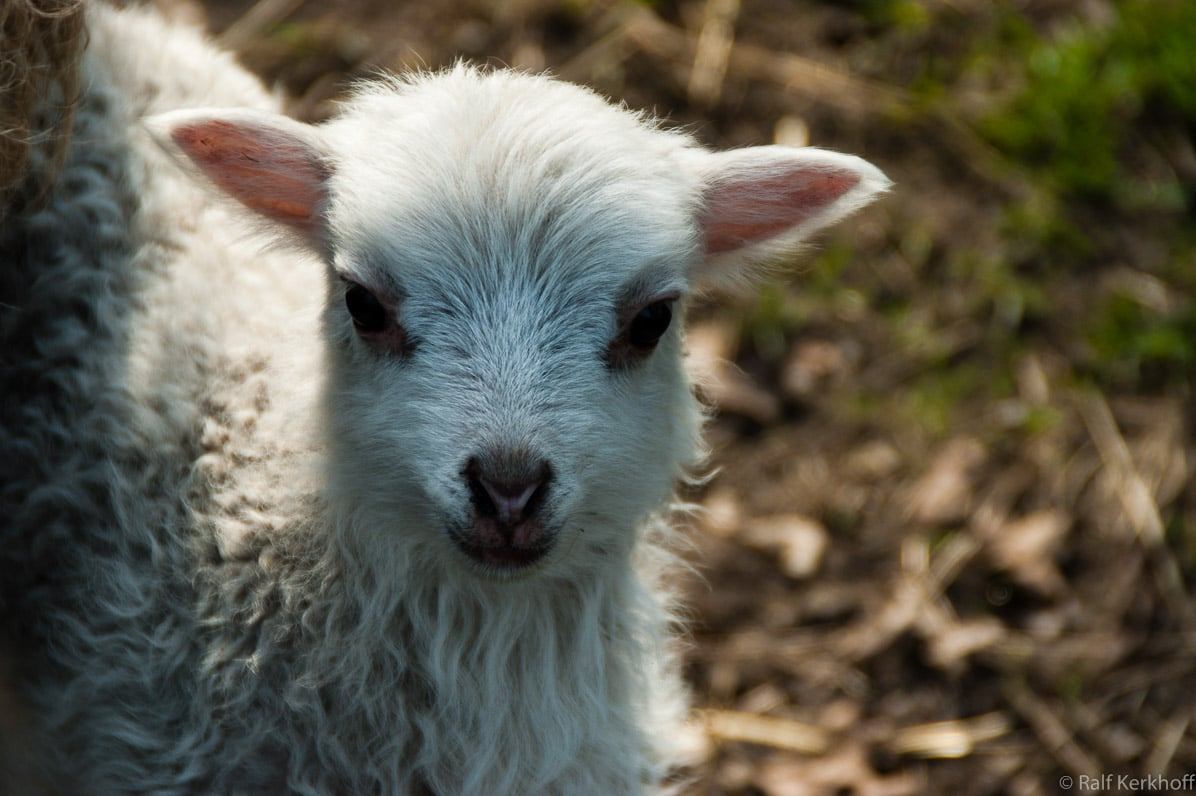 New Born