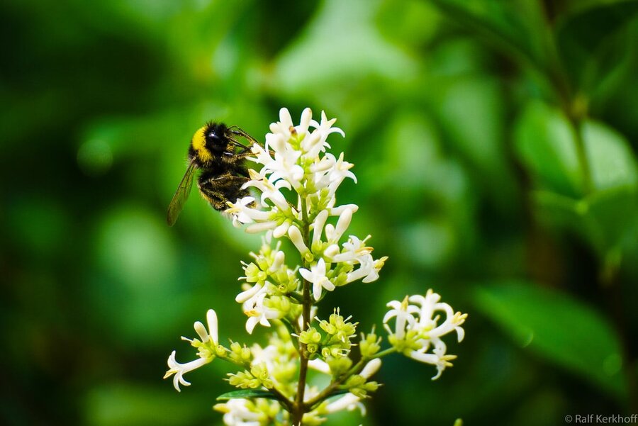 Insects