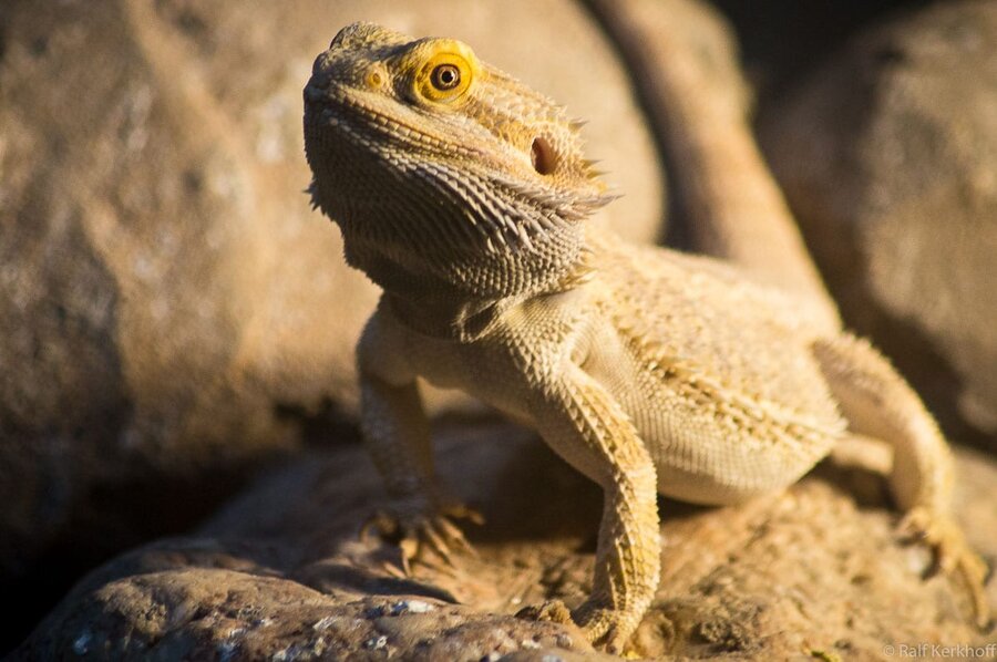 Reptiles