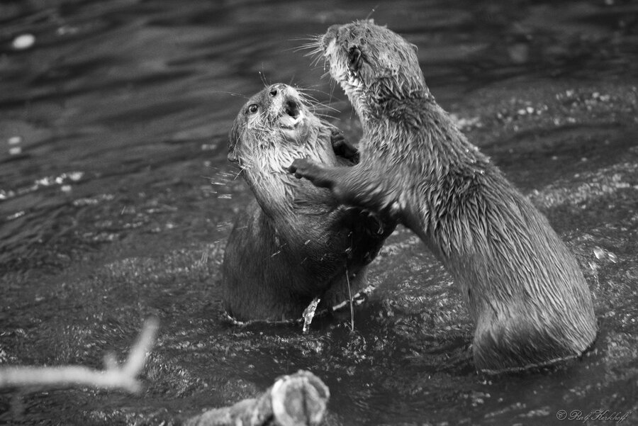 Aquatic Animals