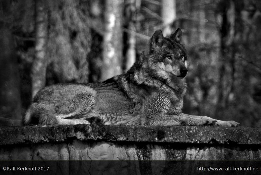 Wolves